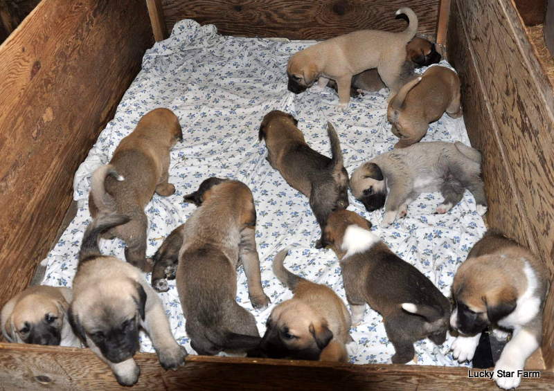 pups in box
